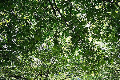 《拳皇15》二阶堂红丸设定图公开 帅气公子哥上线